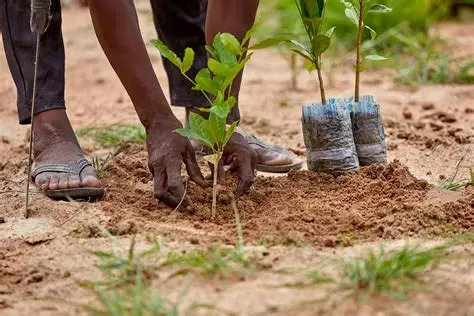 planter-un-arbre-une-solution-face-au-changement-climatique